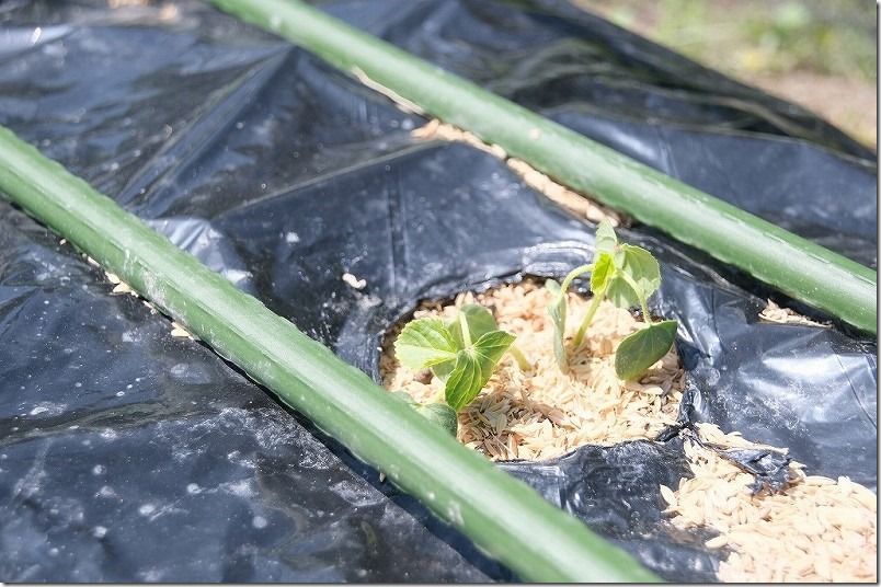 ４月下旬の丸オクラの植え付け、弱る