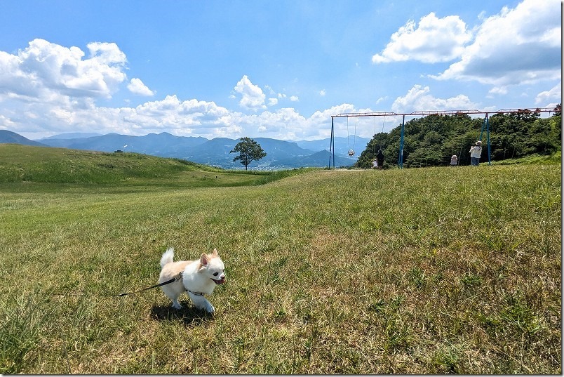 伐株山山頂の大きなブランコを見つつ、犬と散歩