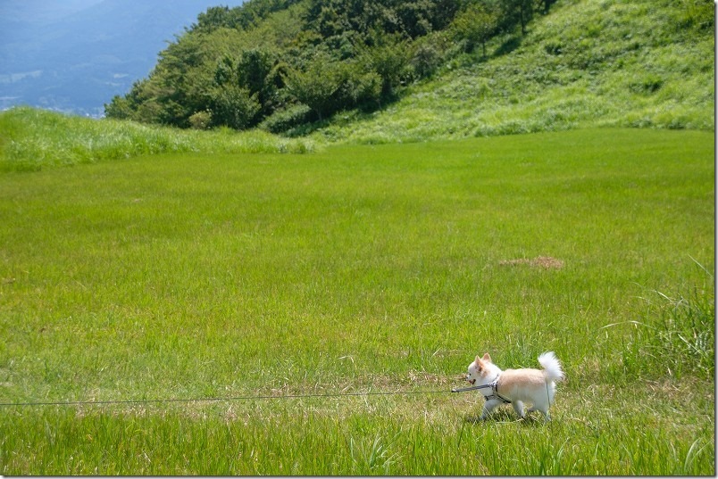 伐株山山頂の広大な芝生広場を犬と散歩