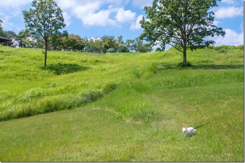 伐株山山頂の広大な芝生広場を犬と散歩