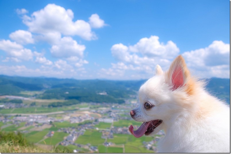 伐株山山頂展望台から犬と眼下を眺める