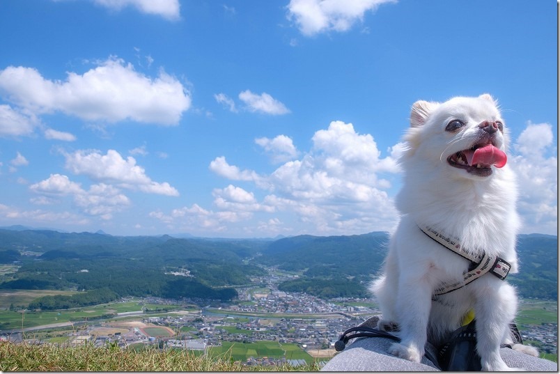 伐株山山頂展望台から犬と眼下を眺める