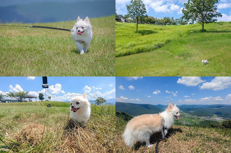 犬と伐株山山頂へお出かけ・お散歩（大分県玖珠町）