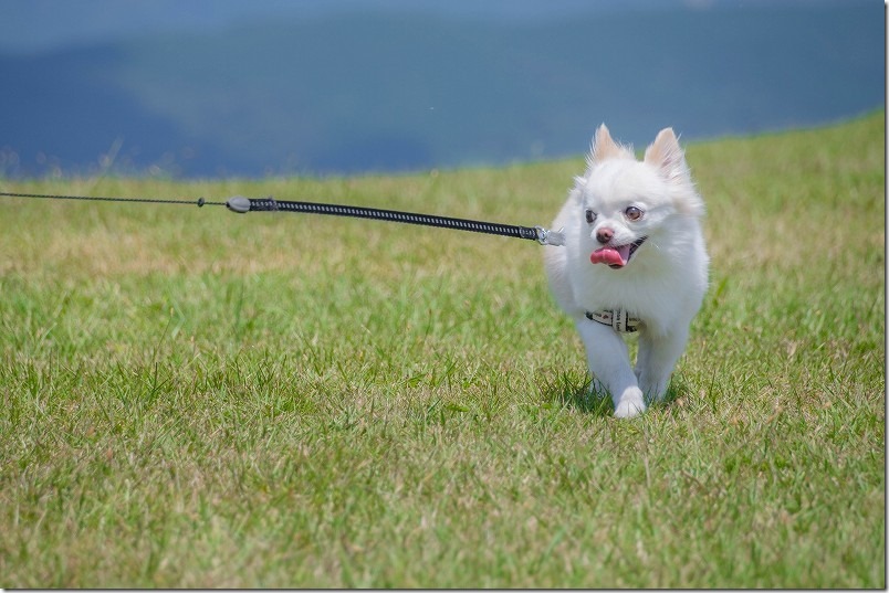 伐株山山頂の広大な芝生広場を犬と散歩