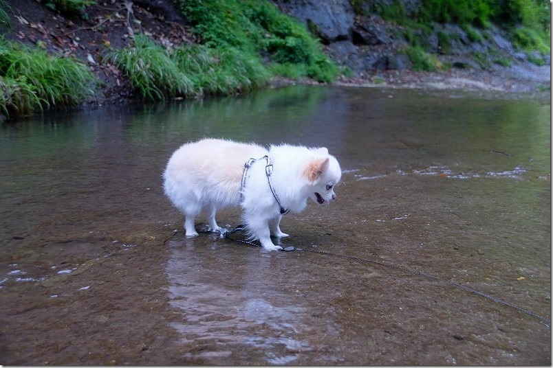 東椎屋の滝に向かう渓谷で犬と水遊び