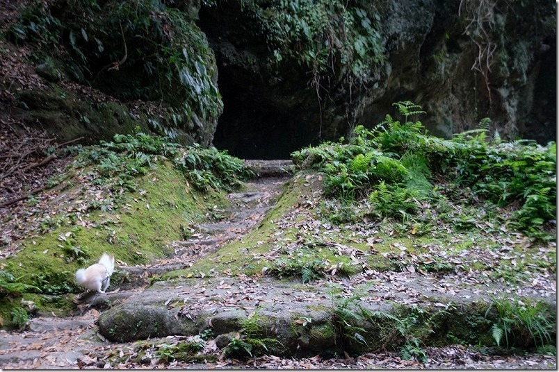 東椎屋の滝に向かう遊歩道の階段を駆け上る犬