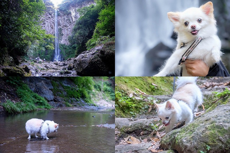 東椎屋の滝を犬と散策　夏でも比較的涼しい渓谷（大分県宇佐市）