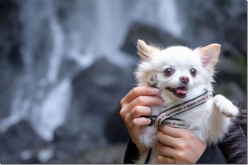 東椎屋の滝。滝壺付近で犬と休憩