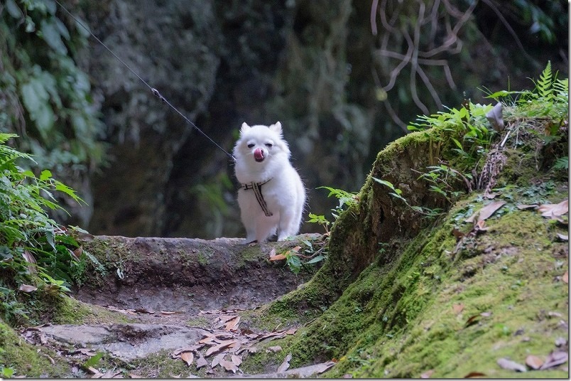 東椎屋の滝に向かう遊歩道を犬と散策