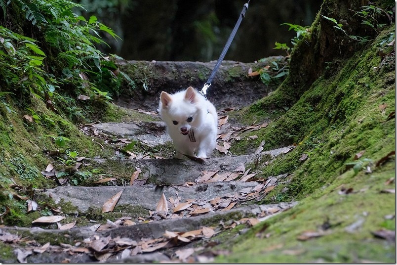 東椎屋の滝に向かう遊歩道の階段を駆け降りる犬