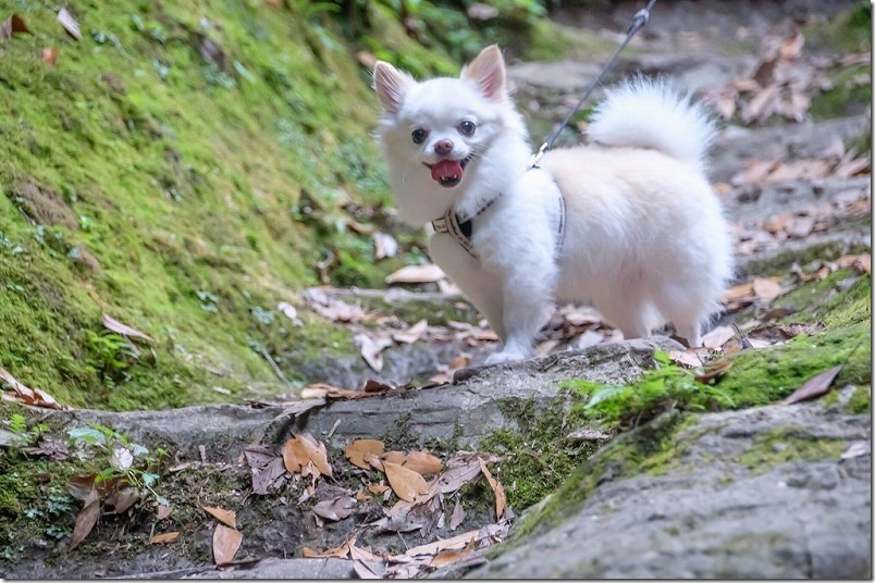 東椎屋の滝に向かう遊歩道を犬と散策