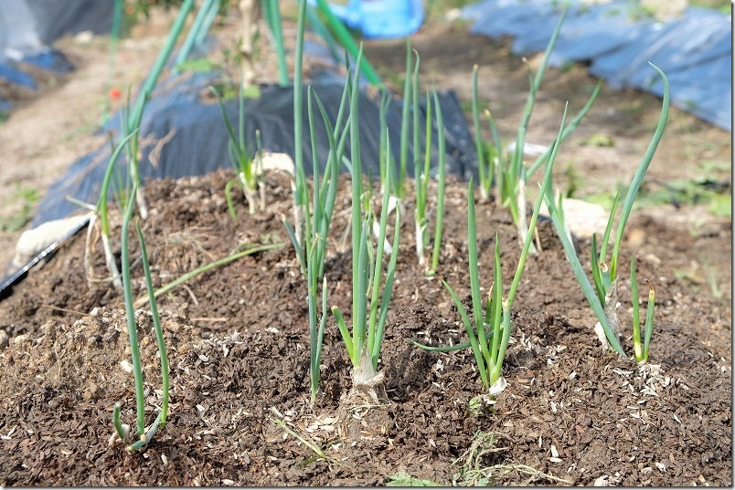 九条干しネギ栽培。植え付けから2週間後