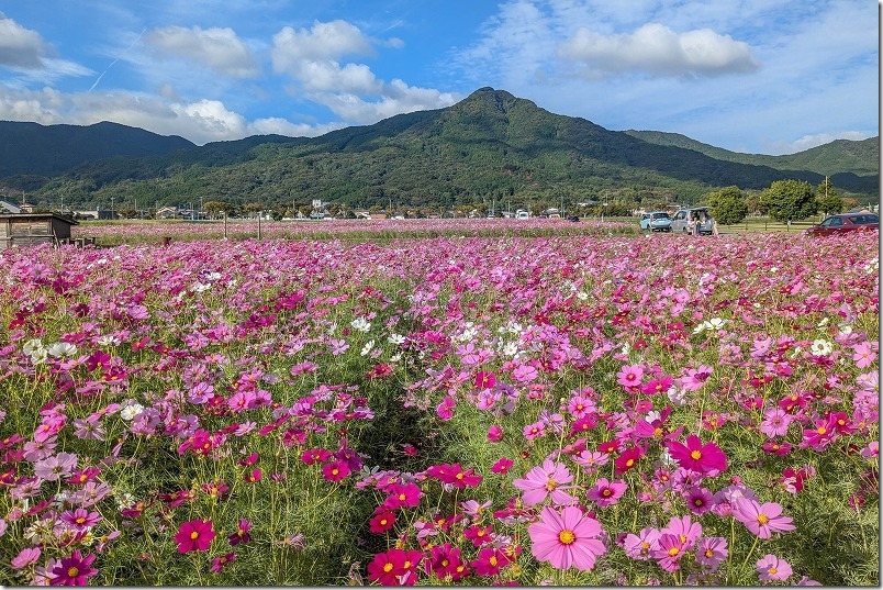 福岡市西区 やよいの風公園 コスモス畑の開花状況 2024/10/30満開