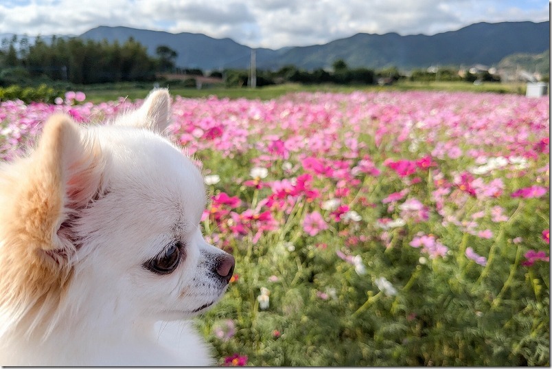 福岡市西区 やよいの風公園のコスモス畑 犬と散策