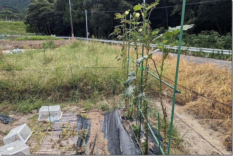 丸オクラ生育状況。9月下旬の高さ。180cm程度