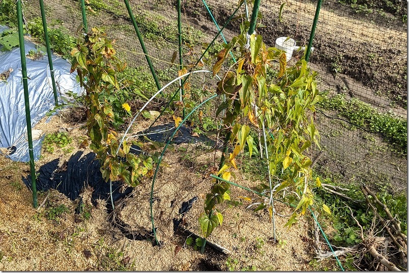 ムカゴから１年目のツクネイモと自然薯を収穫