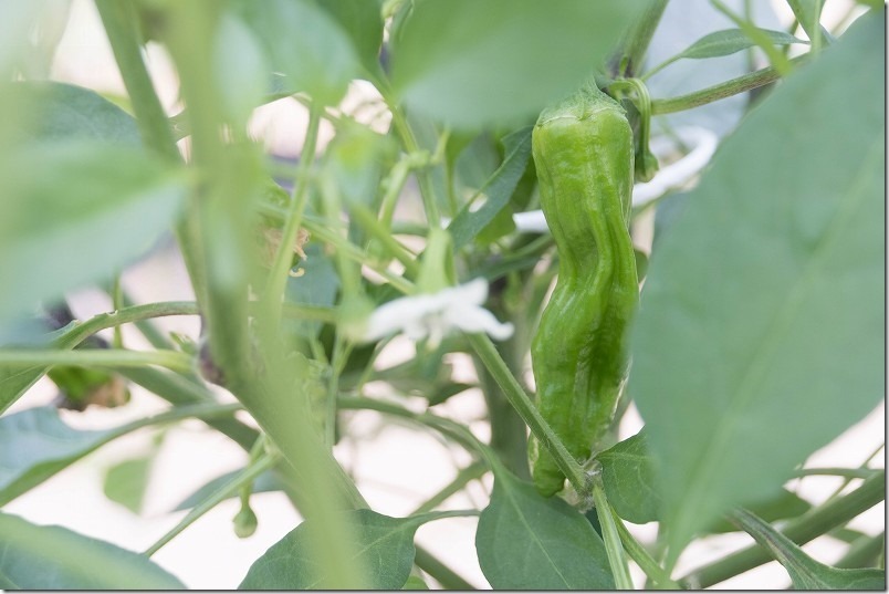 育てやすい夏野菜１位 ししとう