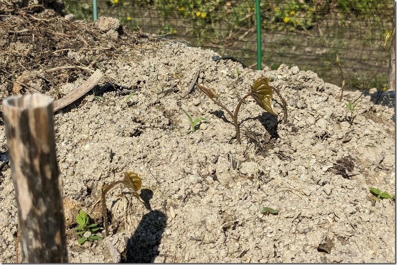 ツクネイモの新芽の葉、ツル