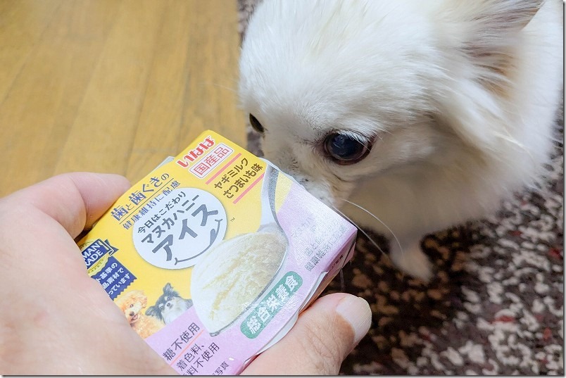 犬用アイス（ヤギミルクさつまいも味）に興味津々のチワワ・犬（こむぎ）