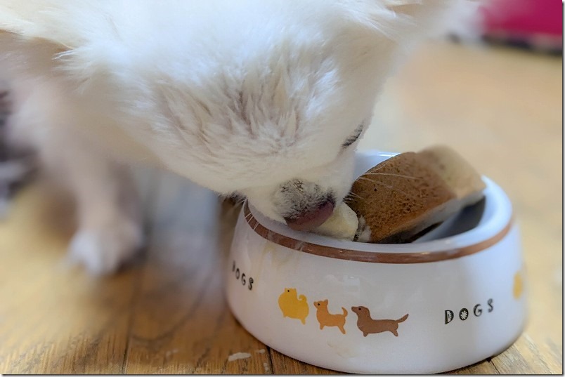 犬用アイス（ヤギミルクさつまいも味）を食べるチワワ・犬（こむぎ）