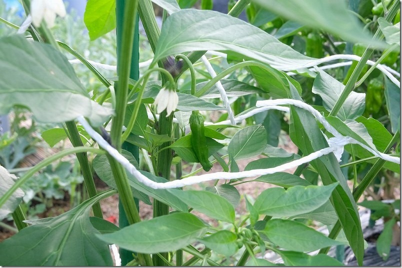 こぼれ種でできた唐辛子を栽培(6月下旬 苗を植え付けて1ヶ月 開花・着果)