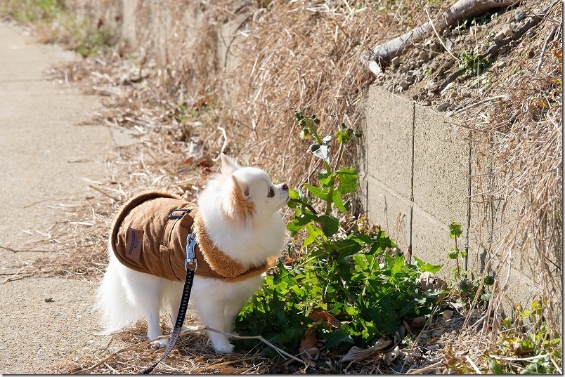 今津津舟崎 白山神社 周辺の海辺を犬と散策