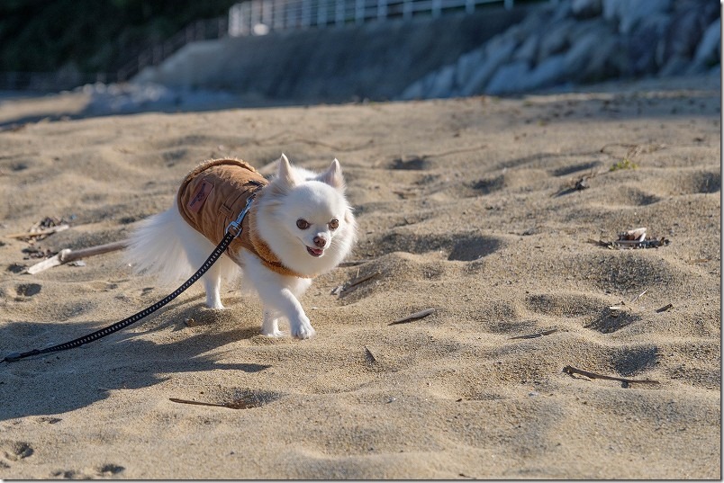 今津津舟崎 白山神社 周辺の海辺を犬と散策（砂浜）