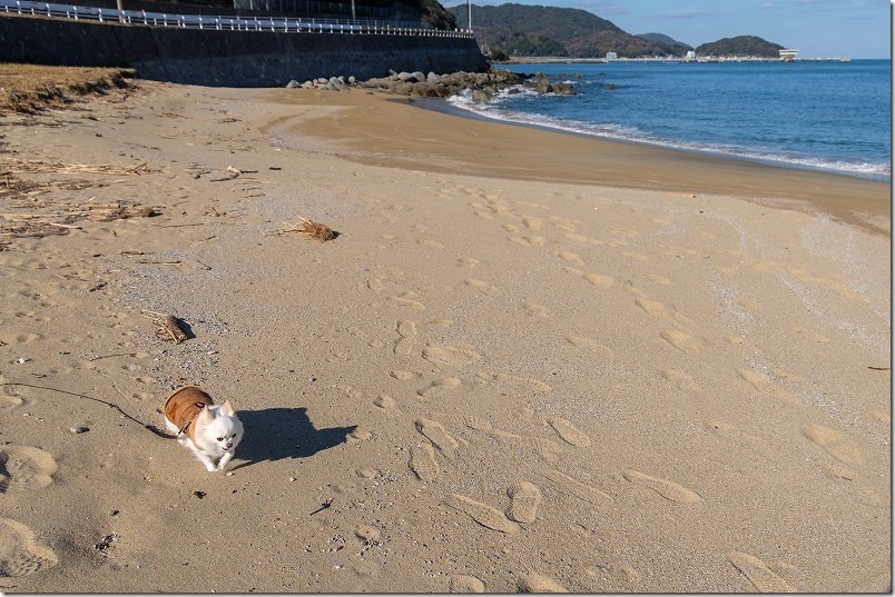 今津津舟崎 白山神社 周辺の海辺を犬と散策（砂浜）