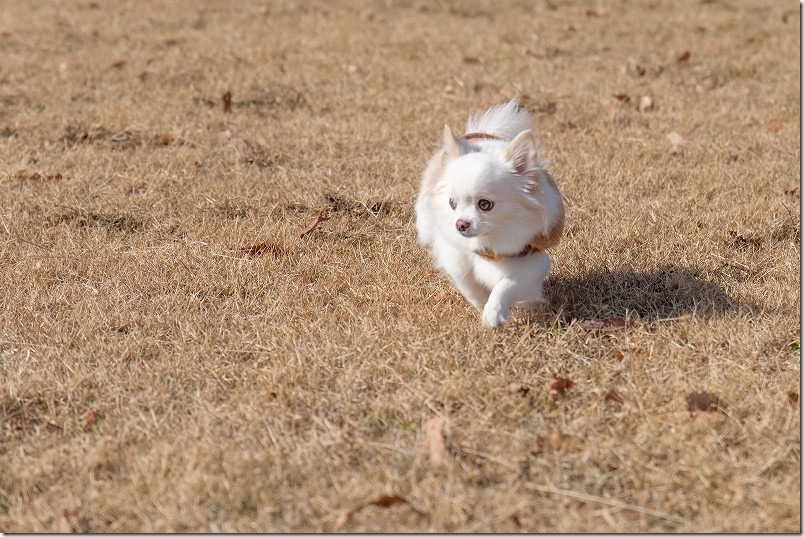 大分県日田市 田来原美しい森づくり公園を犬（チワワ）と散策