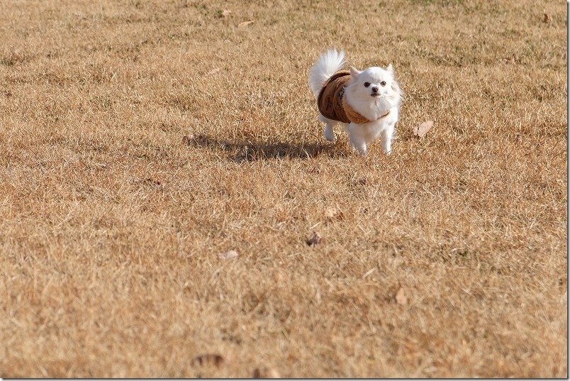 大分県日田市 田来原美しい森づくり公園を犬（チワワ）と散策