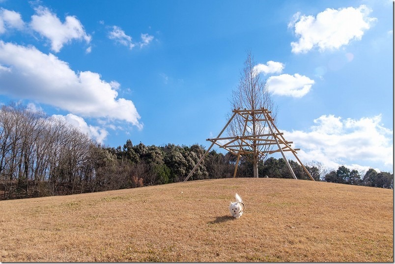 大分県日田市 田来原美しい森づくり公園を犬（チワワ）と散策