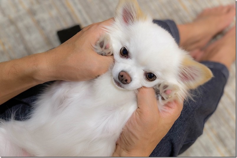 チワワ・犬（こむぎ）の宿泊の様子（大分・天ヶ瀬温泉 ふろんでん）