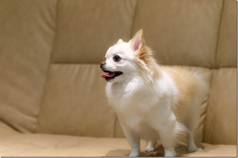 チワワ・犬（こむぎ）の宿泊の様子（大分・天ヶ瀬温泉 ふろんでん）