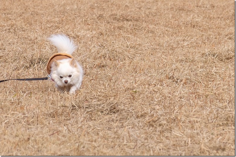 大分県日田市 田来原美しい森づくり公園を犬（チワワ）と散策