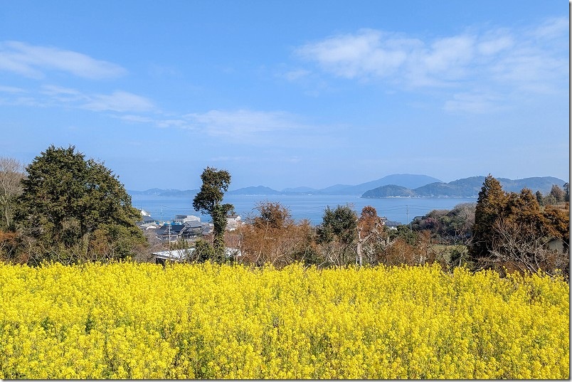 糸島 ゆらりんこ橋周辺 海と菜の花畑