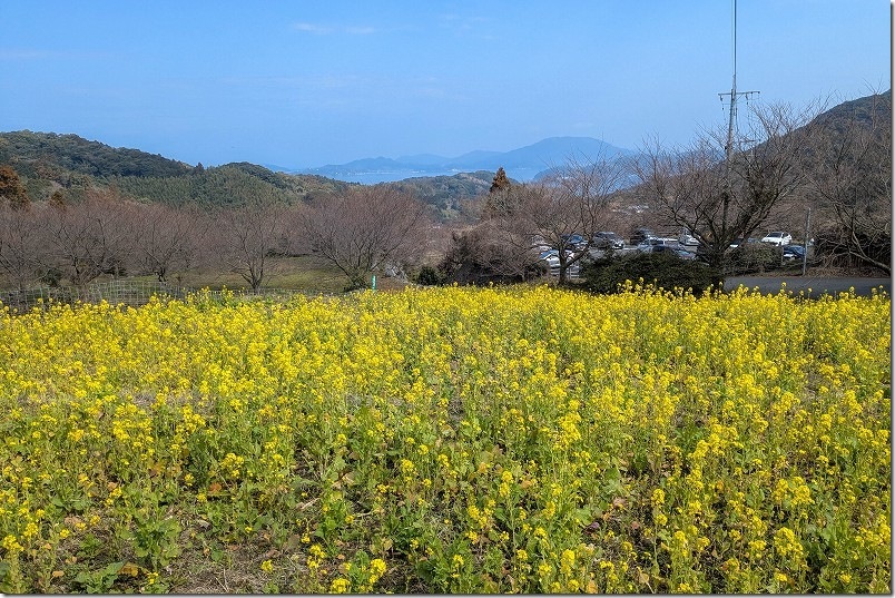 糸島 ゆらりんこ橋 3月頭の菜の花畑 開花状況