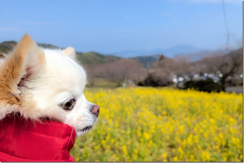 糸島 3月頭の菜の花畑と犬 ゆらりんこ橋