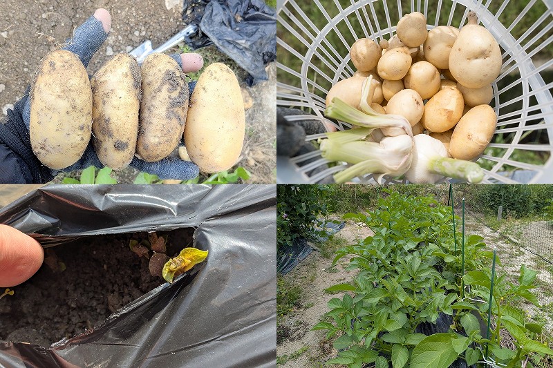 春じゃがいも 垂直栽培 マルチ使用で植え付け・芽かき方法【きたかむい 北海こがね】 2月植付け5月・6月収穫
