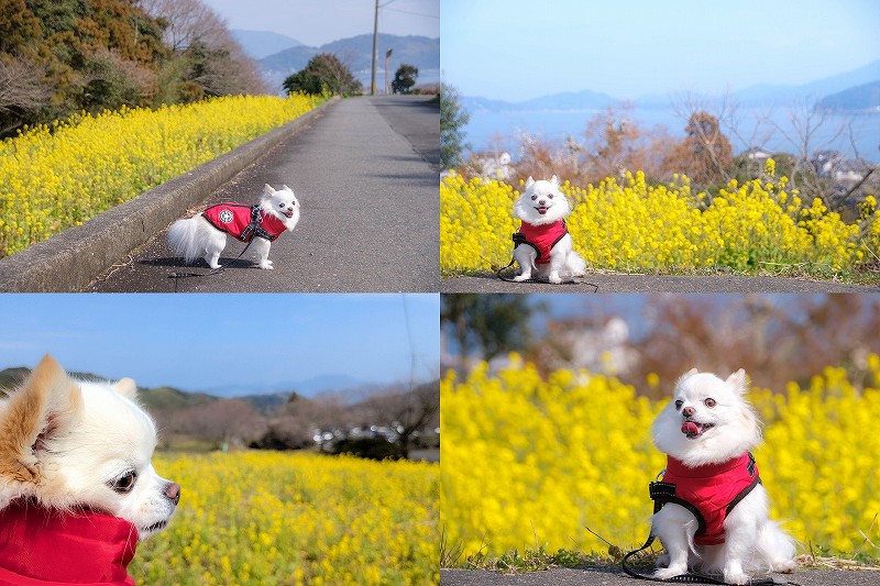 糸島 加茂ゆらりんこ橋【菜の花畑を犬と散歩 2025開花状況】