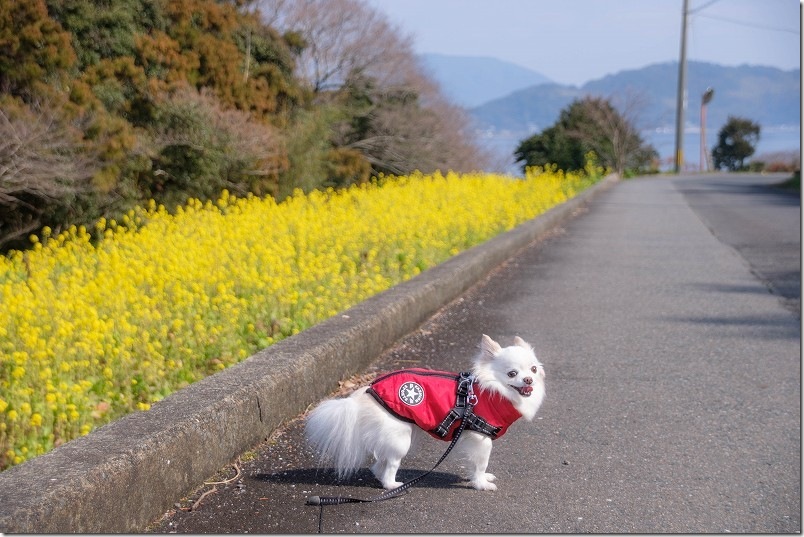 ゆらりんこ橋周辺を犬と散歩【海と菜の花畑】 糸島