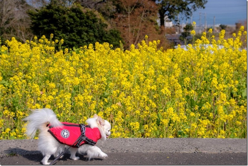 ゆらりんこ橋周辺を犬と散歩【海と菜の花畑】 糸島