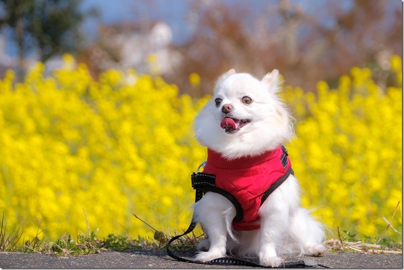 ゆらりんこ橋周辺を菜の花畑と犬（チワワ） 糸島