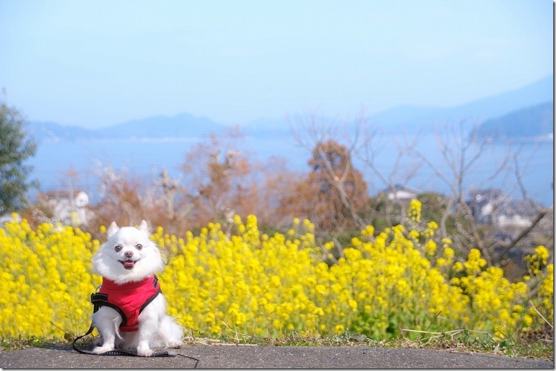 ゆらりんこ橋周辺を菜の花畑と犬（チワワ） 糸島