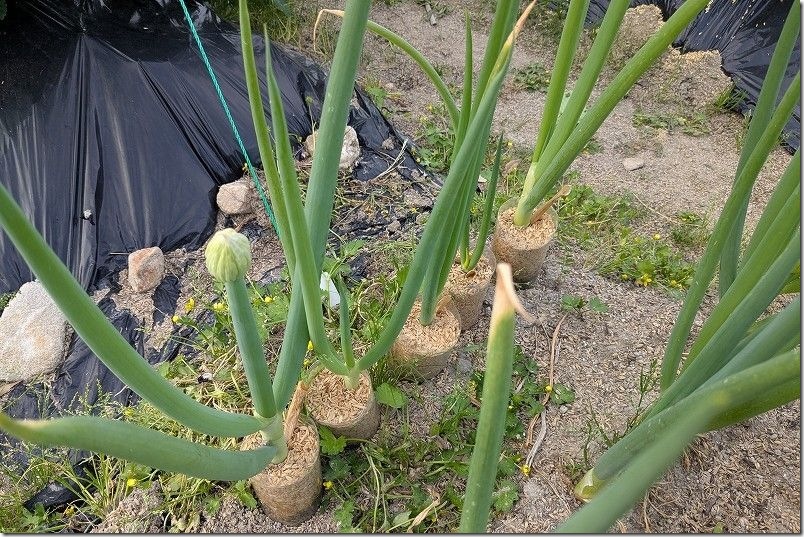 根深ネギ栽培 4月収穫