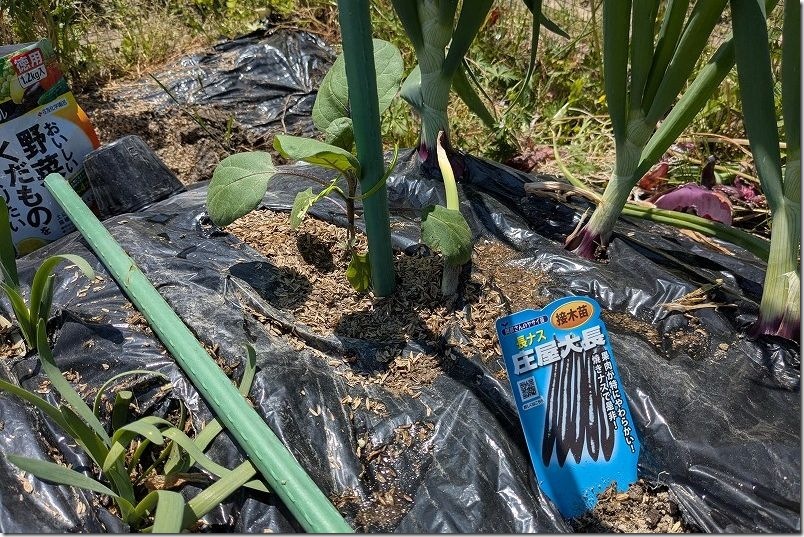 玉ねぎを収穫しつつ夏野菜（ナス）を混植 4月下旬