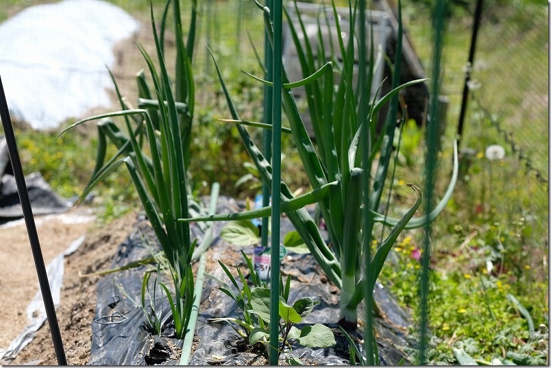 玉ねぎを収穫しつつ夏野菜（ナス）を混植 4月下旬