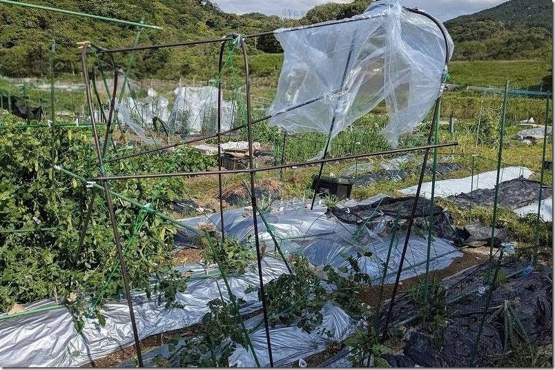 風速20mの暴風雨でトマトの簡易ハウス半壊 カインズ トマト菜園セット