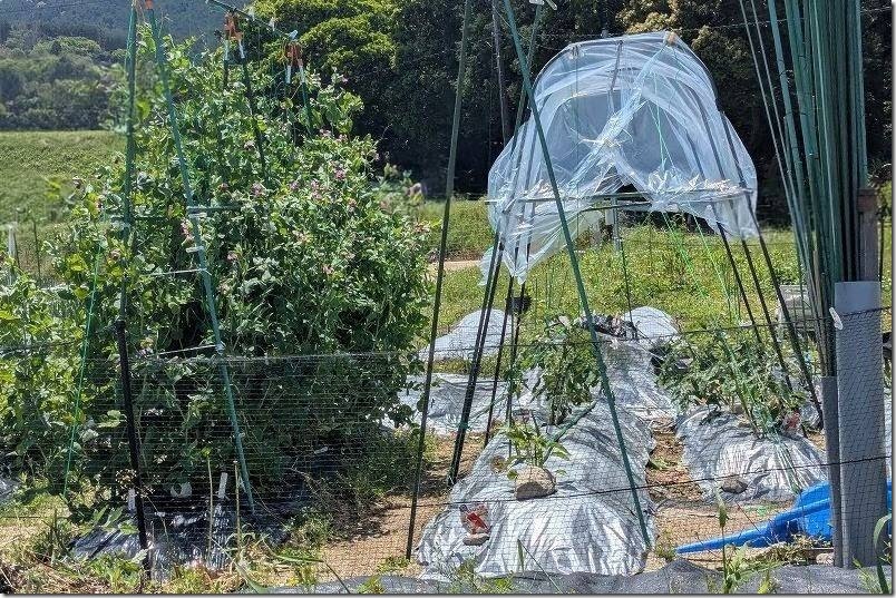 トマトの雨よけの簡易ビニールハウス完成【カインズ トマト菜園セット】