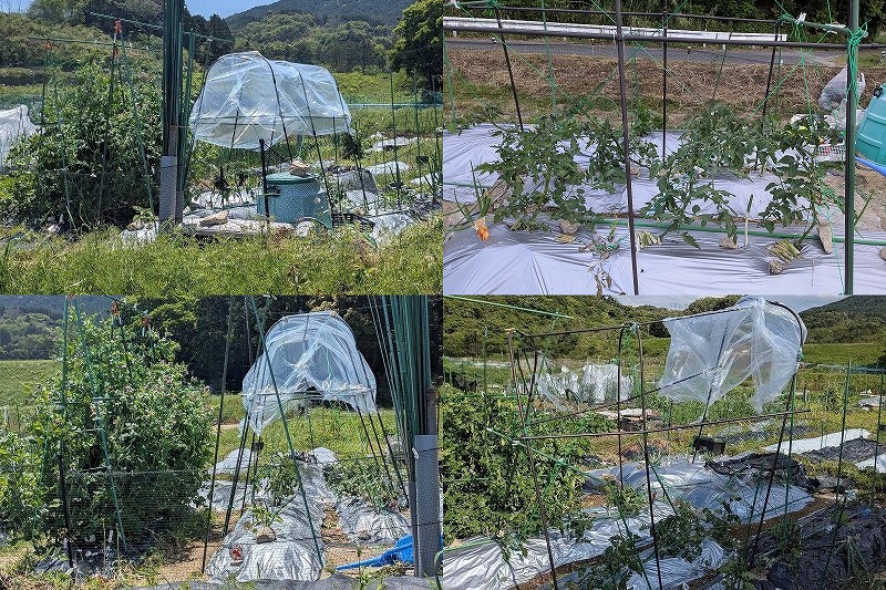 トマトの雨対策と狭所の斜め誘引【カインズ トマト菜園セット 暴風耐久性】