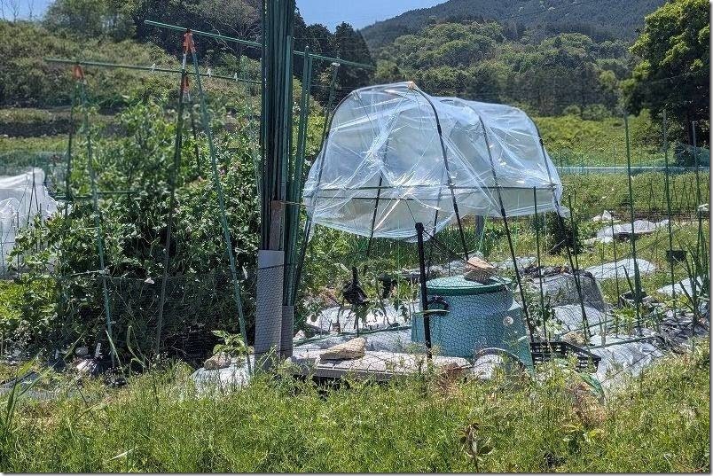 トマトの雨よけの簡易ビニールハウス完成【カインズ トマト菜園セット】